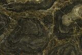 Polished Stromatolite (Acaciella) From Australia - MYA #130615-1